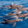 COMBO BUGGY TOUR & CATAMARAN TRIP - Image 3