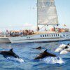 Dolphin Search Premium – 4 Hour - Image 3