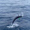 FISHING TRIP C - Image 2