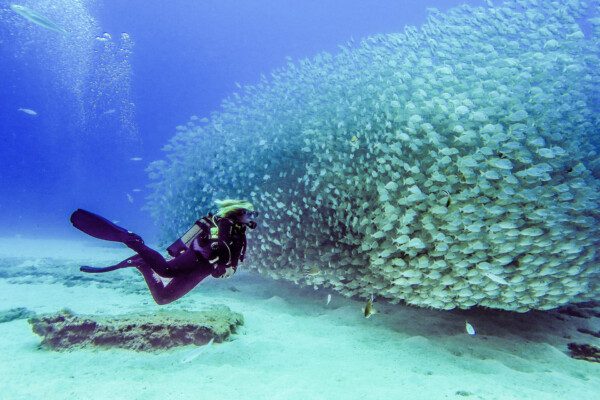 SCUBA DIVING WITH DINVING LICENSE