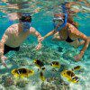 Dolphin Search Premium – 4 Hour - Image 5