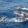 DOLPHIN SEARCH 2H - Image 2
