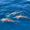 GLASS BOTTOM BOAT - Image 4