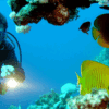 SCUBA DIVING WITH DINVING LICENSE - Image 3