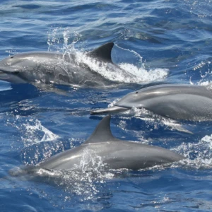 DOLPHINS WITH SWIMMING AND SNORKELING
