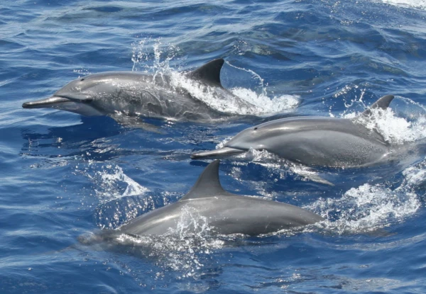 DOLPHINS WITH SWIMMING AND SNORKELING
