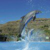 COMBO AQUALAND + PALMITOS PARK - Image 6